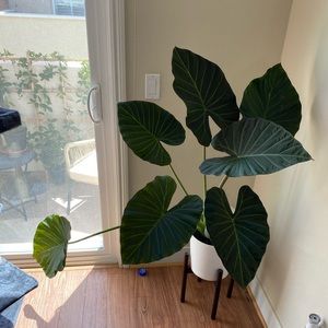 Meet your Posher, Kevin